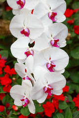 Beautiful .White orchid flowers in the garden.