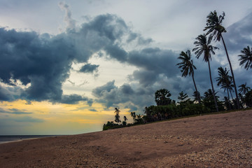 Sky with coconut tree