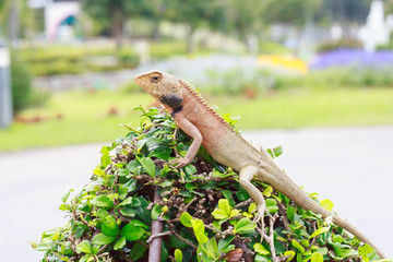 The chameleon is on top of a green stick.