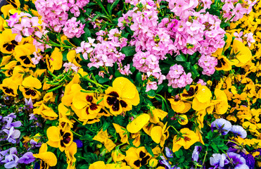 Flowers pansy top down beautiful field of green grass as background in the nature colorful, panorama.