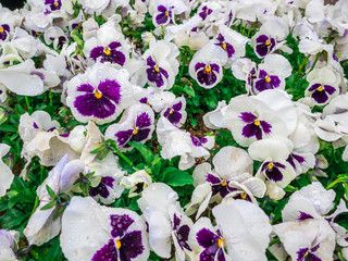 Flowers pansy top down beautiful field of green grass as background in the nature white and purple color, panorama.