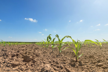 Young green corn growing on the field. Young Corn Plants. © allexxandarx