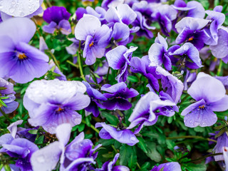 Flowers pansy top down beautiful field of green grass as background in the nature purple color, panorama.