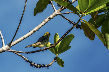 Birds in nature