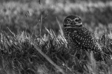 Birds in nature