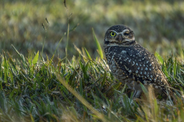 Birds in nature