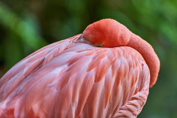 Flamingo sleeping with head tucked in pink feathers