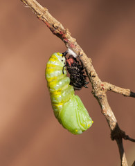Monarch butterfly caterpillar in process of transforming to a chrysalis against a brown background.