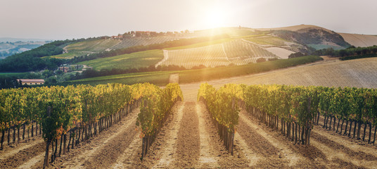 Vineyard landscape in Tuscany, Italy. © InfiniteFlow
