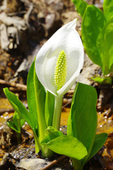 Fototapete bei efototapeten.de bestellen   