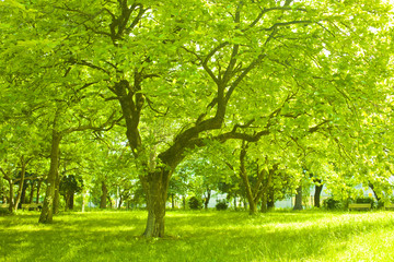 公園　木陰