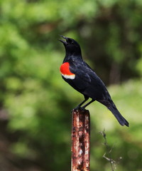 Red-wing blackbird,  Agelaius phoeniceus, sitting on a fence post calling.