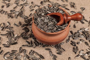 Sunflower seeds - Helianthus annuus