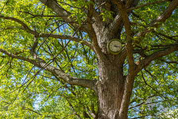 Fototapeta premium Clock in tree