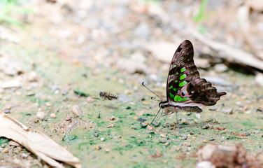 Beautiful wild butterfly  swarm eats minerals