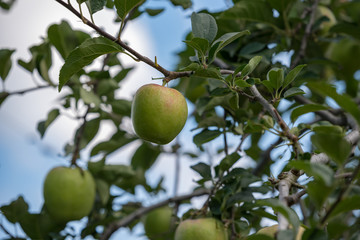 樹上の青い林檎の実