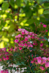 ピンク色のミニバラの花