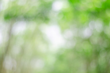 abstract blur green nature bokeh background from tree leaves. © thithawat