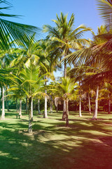 Palm trees of various sizes in a park on sunny day in Rio de Janeiro. Shadows in the foreground, and a deep blue sky. Rio de Janeiro, Brazil. Colored light leak filter applied
