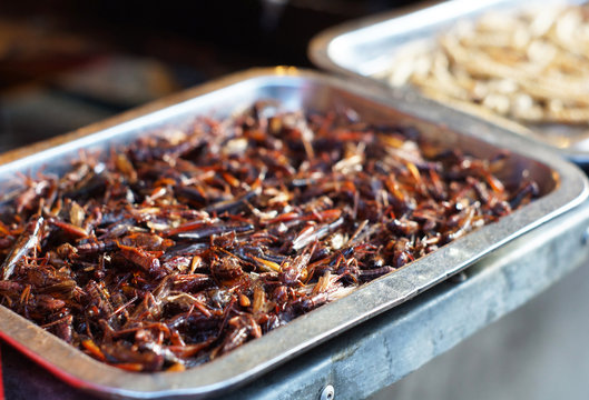 deep fire worm, cricket,  yunnan local food