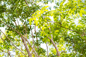 Rubber tree plantation green forest