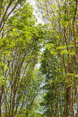 Rubber tree plantation green forest