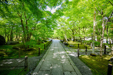 永観堂（禅林寺)　初夏の境内