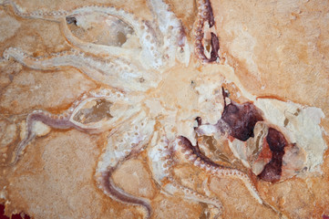 Thin sheet of octopus rice cracker snack Japanese style