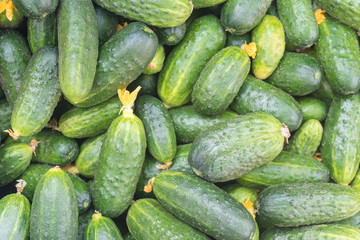 Fresh baby cucumber background. Fresh cucumber harvest.