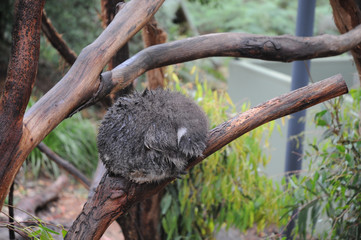Koala sleeping on a wet tree