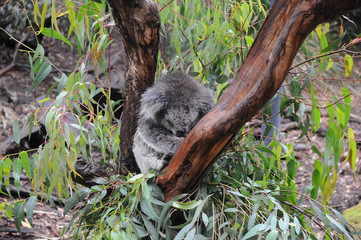 Sleeping koala on a tree