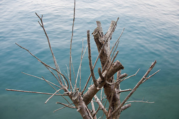 Dead wood branch in calm lake