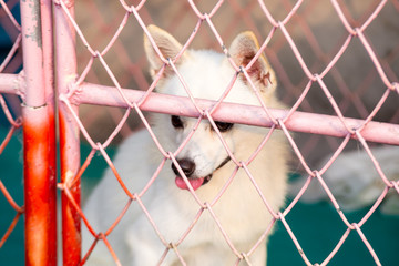 Baby dog in a cage ,cute dog