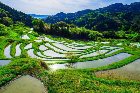 Terraced Rice Fields At Oyama Senmaida Chiba Japan Stock Photo Adobe Stock