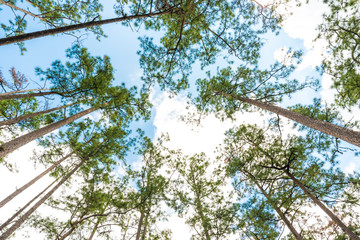 Pine tree on high land mountain