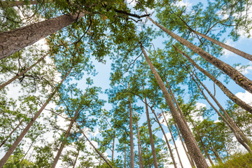 Pine tree on high land mountain