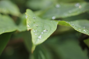 Water drops on leaf