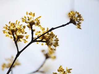 黄色い花