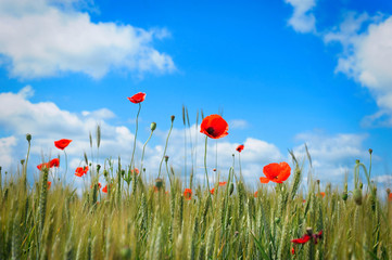Obraz premium Red poppies on the field in the sky with soft wintage filter