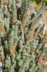 Sedum reflexum green plant