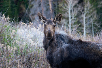 Yearling Moose