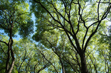 Crown of willow trees summer landscape 