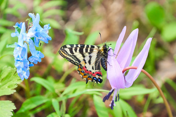 エゾヒメギフチョウとカタクリ
