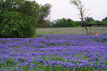View of blooming bluebonnet wildflowers at a park near Texas Hill Country during spring time
