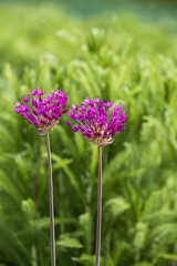 two pink Allium flowers in the garden with green background