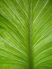 Eucharis green leaves background