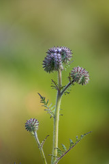 spiky tiny purple flowers on one branch with creamy green background