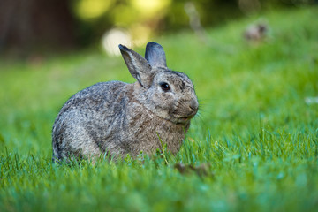 big grey rabbit sitting on the green grass taking a nap
