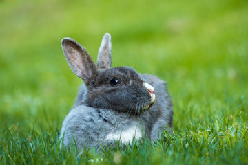 cute grey rabbit laying on the grassy ground with ears up and head to the side