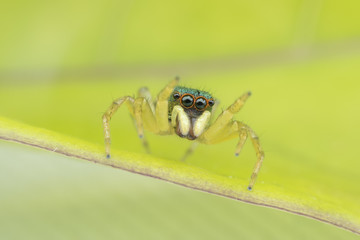Super Macro female Cosmophasis umbratica or Jumping spider on green leaf